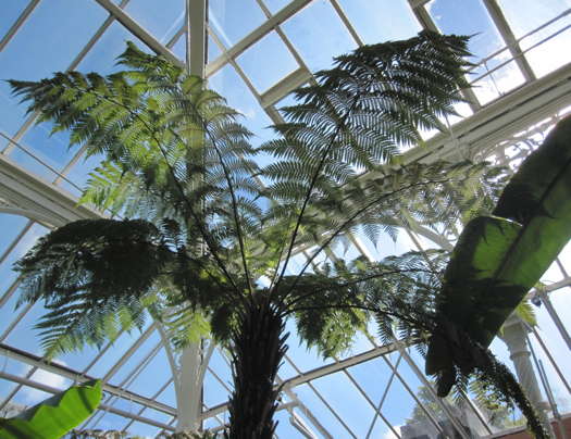 The Dicksonia-x-lathamii fern or tree, seen at Birmingham's famed Botanical Gardens