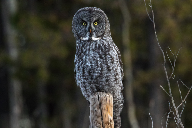 Photo © 2020 Tony LePrieur. Used with permission. For more photos see: https://www.flickr.com/photos/131177846@N07