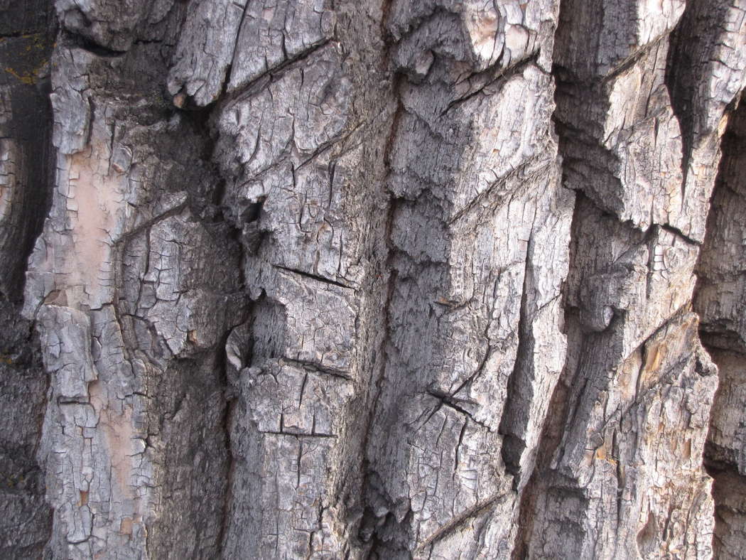 Bark from Inglewood Bird Sanctuary in Canada. Photo © 2011 Gordon Andrew R