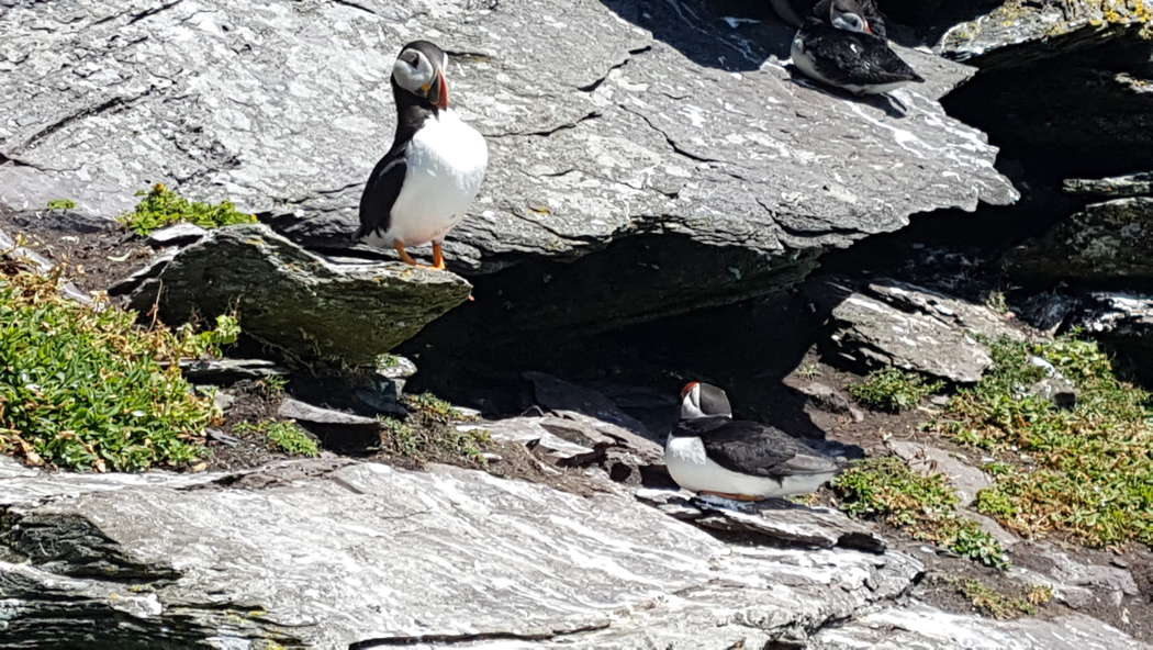 Puffins on the island of Skellig Michael, County Kerry, Ireland. Photo by Ewan McAndrew (CC BY-SA 4.0 creativecommons.org)