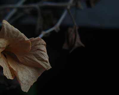 Resounding Echoes: Pluck it and See